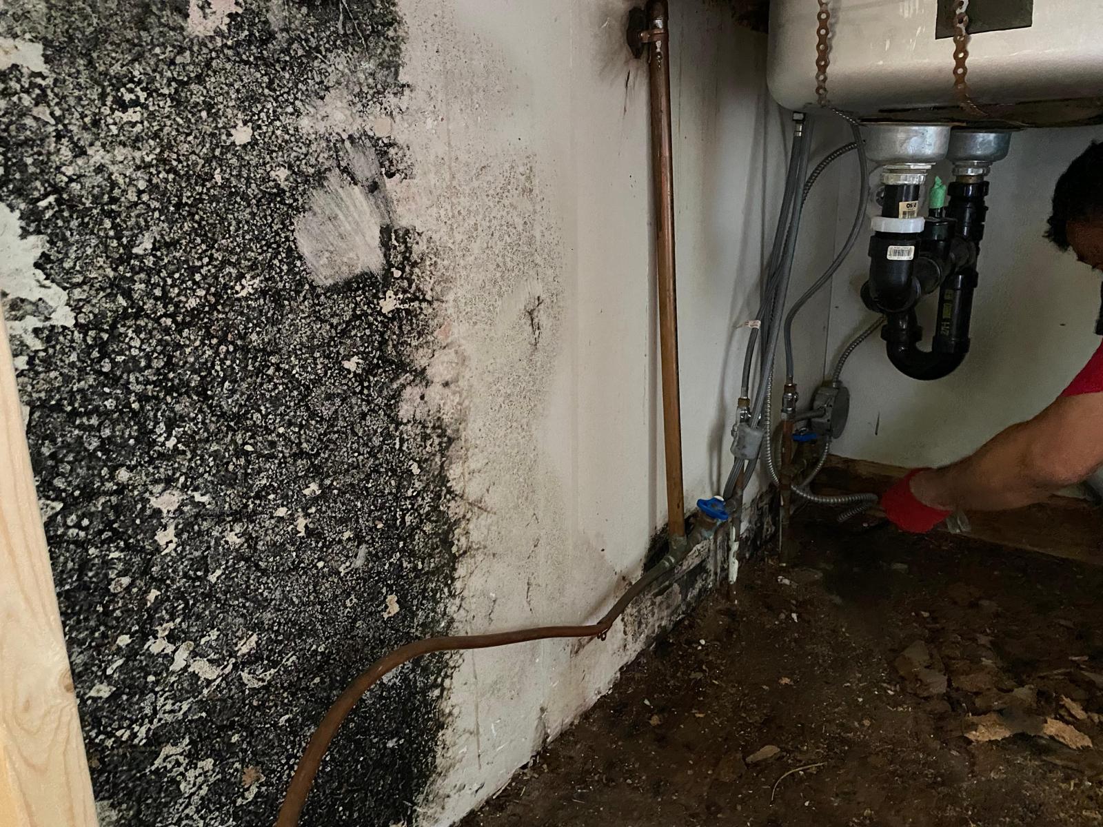 Mold Remediation